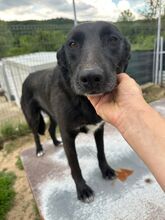 PEANUT, Hund, Mischlingshund in Rumänien - Bild 4