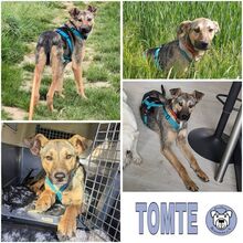 TOMTE, Hund, Mischlingshund in Salzkotten - Bild 1