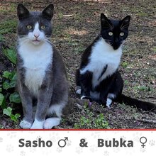 BUBKA, Katze, Europäisch Kurzhaar in Bulgarien - Bild 1