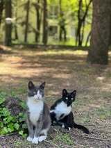 BUBKA, Katze, Europäisch Kurzhaar in Bulgarien - Bild 2