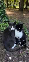 BUBKA, Katze, Europäisch Kurzhaar in Bulgarien - Bild 3