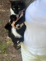 BUBKA, Katze, Europäisch Kurzhaar in Bulgarien - Bild 4