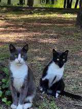 BUBKA, Katze, Europäisch Kurzhaar in Bulgarien - Bild 6