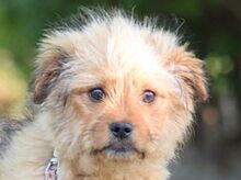 SANSIBAR, Hund, Mischlingshund in Ungarn - Bild 1