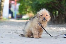 SANSIBAR, Hund, Mischlingshund in Ungarn - Bild 6