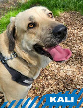 KALI, Hund, Mastin Español-Mix in Berlin - Bild 1