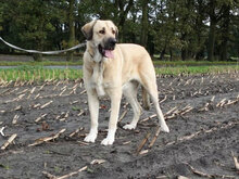KALI, Hund, Mastin Español-Mix in Berlin - Bild 3