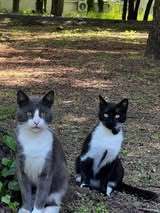 SASHO, Katze, Europäisch Kurzhaar in Belgien - Bild 10