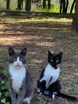 SASHO, Katze, Europäisch Kurzhaar in Belgien - Bild 11