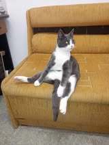 SASHO, Katze, Europäisch Kurzhaar in Belgien - Bild 2