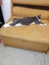 SASHO, Katze, Europäisch Kurzhaar in Belgien - Bild 3