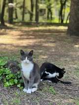 SASHO, Katze, Europäisch Kurzhaar in Belgien - Bild 5