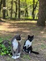 SASHO, Katze, Europäisch Kurzhaar in Belgien - Bild 6