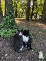 SASHO, Katze, Europäisch Kurzhaar in Belgien - Bild 8