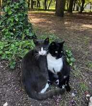 SASHO, Katze, Europäisch Kurzhaar in Belgien - Bild 9