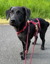 SUMMER, Hund, Mischlingshund in Dortmund - Bild 16