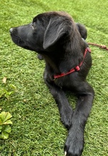 SUMMER, Hund, Mischlingshund in Dortmund - Bild 5