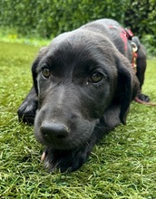 SUMMER, Hund, Mischlingshund in Dortmund - Bild 7