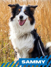 SAMMY, Hund, Australian Shepherd in Berlin - Bild 1