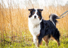 SAMMY, Hund, Australian Shepherd in Berlin - Bild 2