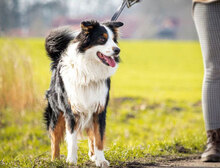 SAMMY, Hund, Australian Shepherd in Berlin - Bild 3