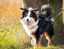 SAMMY, Hund, Australian Shepherd in Berlin - Bild 4