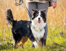 SAMMY, Hund, Australian Shepherd in Berlin - Bild 5