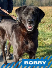 BOBBY, Hund, Australian Shepherd-Belgischer Schäferhund-Mix in Berlin - Bild 1