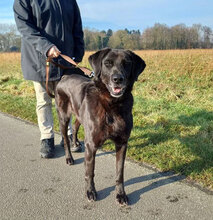 BOBBY, Hund, Australian Shepherd-Belgischer Schäferhund-Mix in Berlin - Bild 3