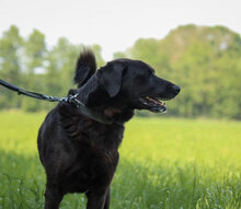 BOBBY, Hund, Australian Shepherd-Belgischer Schäferhund-Mix in Berlin - Bild 5