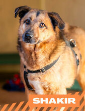 SHAKIR, Hund, Mischlingshund in Bulgarien - Bild 1