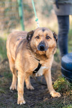 SHAKIR, Hund, Mischlingshund in Bulgarien - Bild 2
