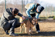 SHAKIR, Hund, Mischlingshund in Bulgarien - Bild 3