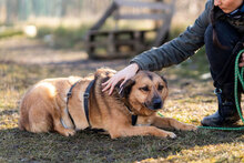 SHAKIR, Hund, Mischlingshund in Bulgarien - Bild 4