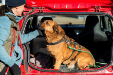 SHAKIR, Hund, Mischlingshund in Bulgarien - Bild 5