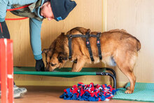 SHAKIR, Hund, Mischlingshund in Bulgarien - Bild 6
