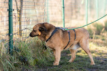 SHAKIR, Hund, Mischlingshund in Bulgarien - Bild 7