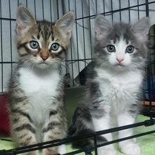 ANDREA, Katze, Langhaarkatze in Italien - Bild 1