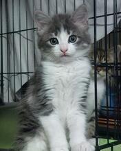 ANDREA, Katze, Langhaarkatze in Italien - Bild 4