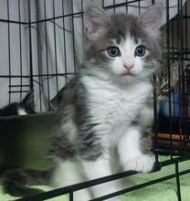ANDREA, Katze, Langhaarkatze in Italien - Bild 5