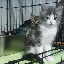 ANDREA, Katze, Langhaarkatze in Italien - Bild 6