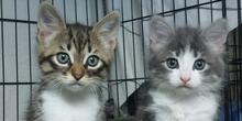 ANDREA, Katze, Langhaarkatze in Italien - Bild 7