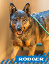 RODGER, Hund, Mischlingshund in Bulgarien - Bild 1