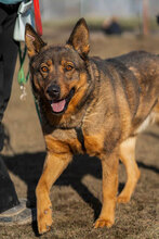 RODGER, Hund, Mischlingshund in Bulgarien - Bild 2