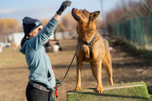 RODGER, Hund, Mischlingshund in Bulgarien - Bild 3