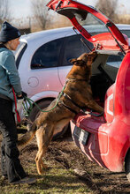 RODGER, Hund, Mischlingshund in Bulgarien - Bild 5