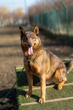 RODGER, Hund, Mischlingshund in Bulgarien - Bild 6