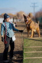 RODGER, Hund, Mischlingshund in Bulgarien - Bild 7