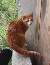 DYLAN, Katze, Europäisch Kurzhaar in Bulgarien - Bild 1