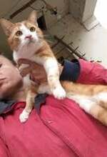 DYLAN, Katze, Europäisch Kurzhaar in Bulgarien - Bild 2